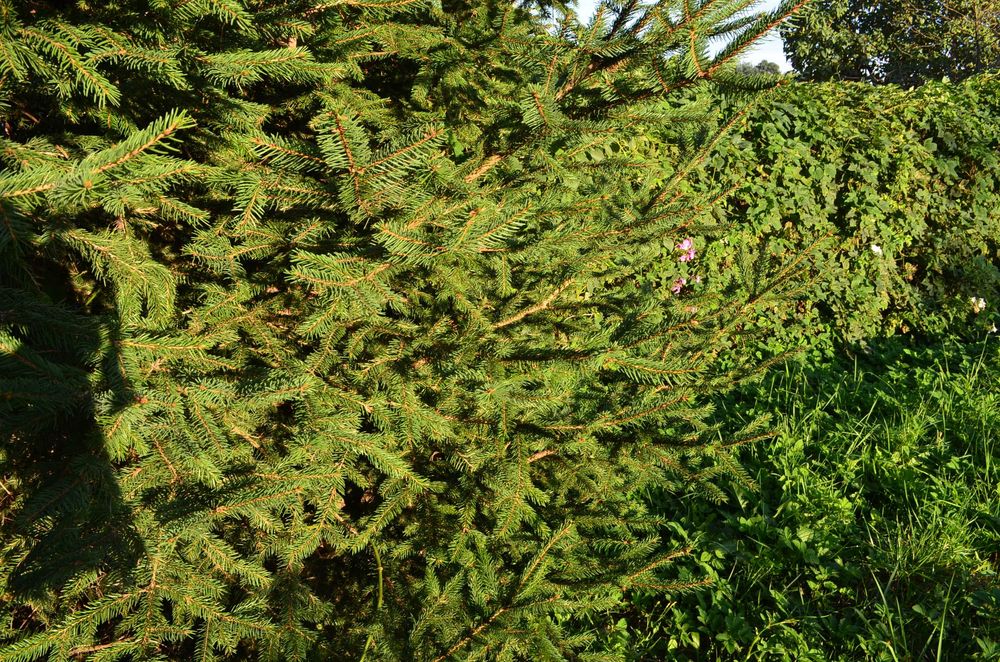 Ялинка 10 метрів елка ель гілки ялинки для декору