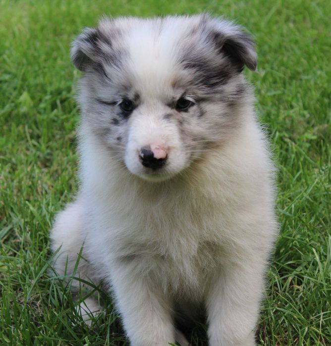 Piesek Border Collie ZKwP/FCI