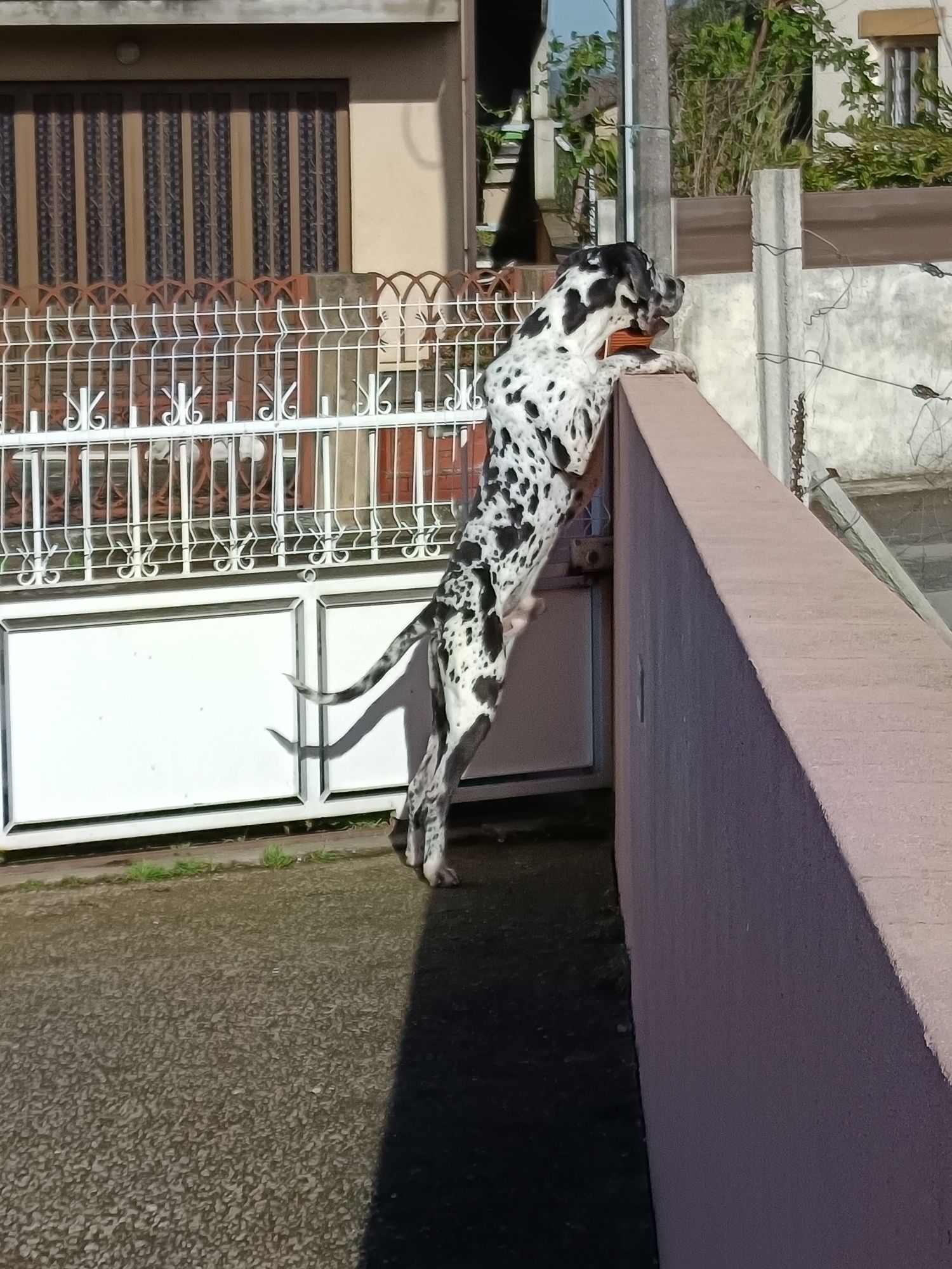 Dou    cão macho