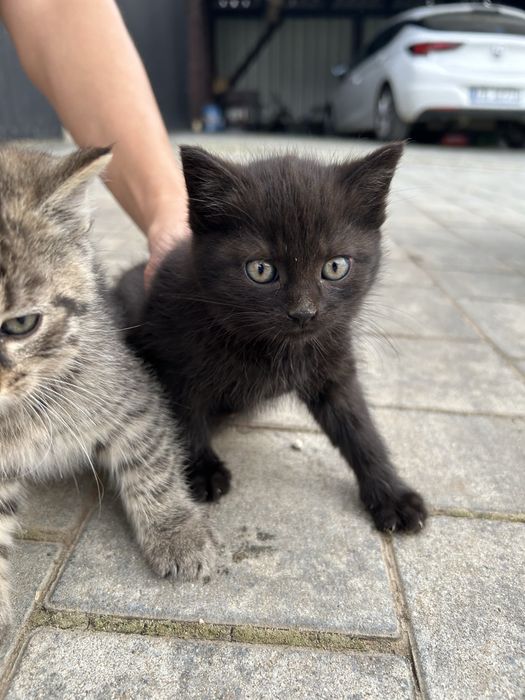 Oddam 3 koty 1.5 miesiąca