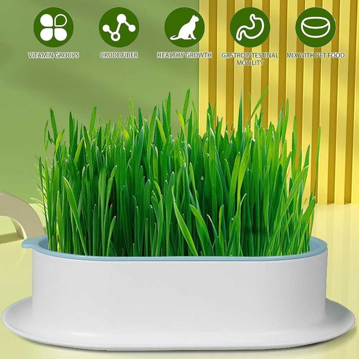 Hydroponiczne pudełko na trawę dla kota Zielone