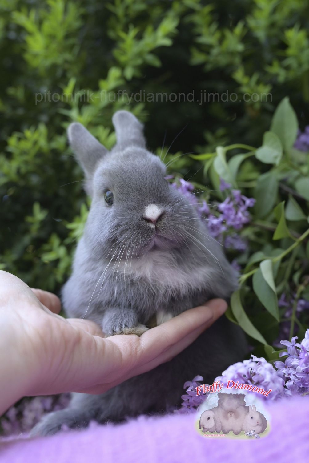 Карликові кролики з розплідника "Fluffy Diamond" Нідерландський карлик