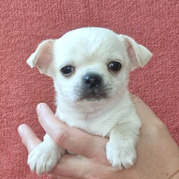 Білий малюк Чіхуахуа КСУ-FCI