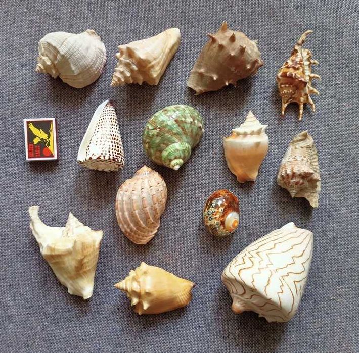 Ракушки 12 штук.
