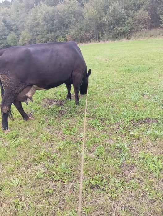 Продам корову тільна на сьоме теля