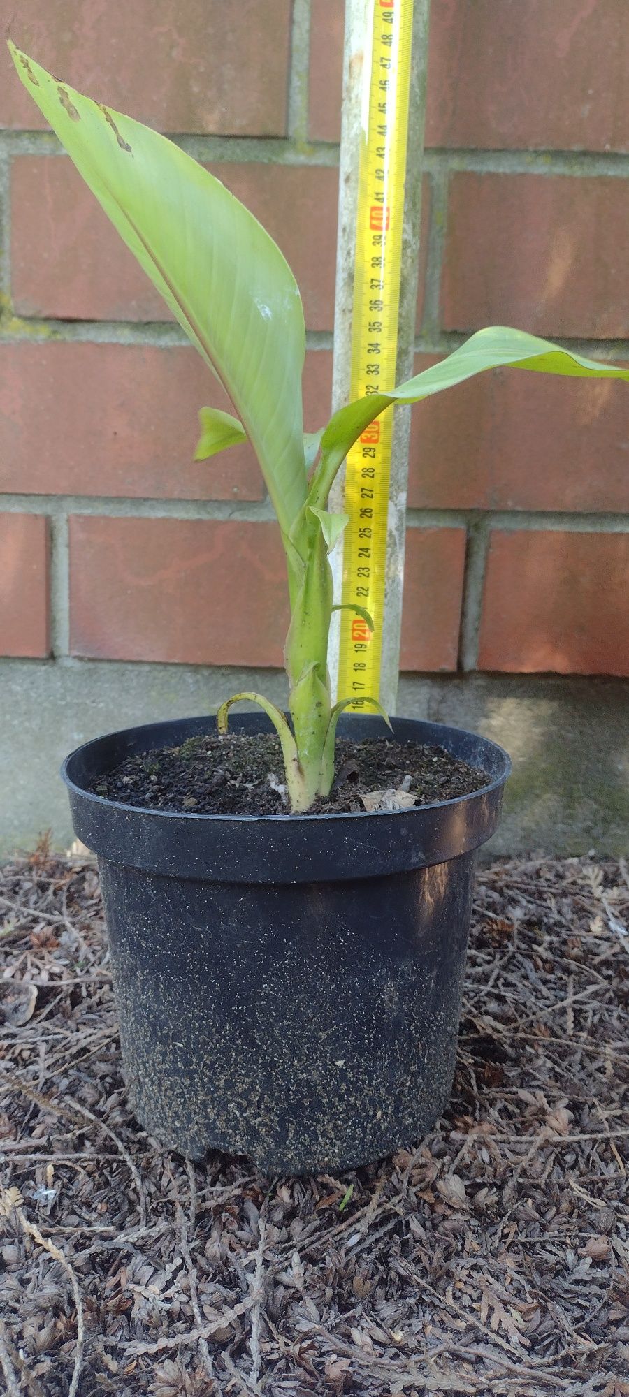 Bananowiec Musa basjoo Zimujący w gruncie