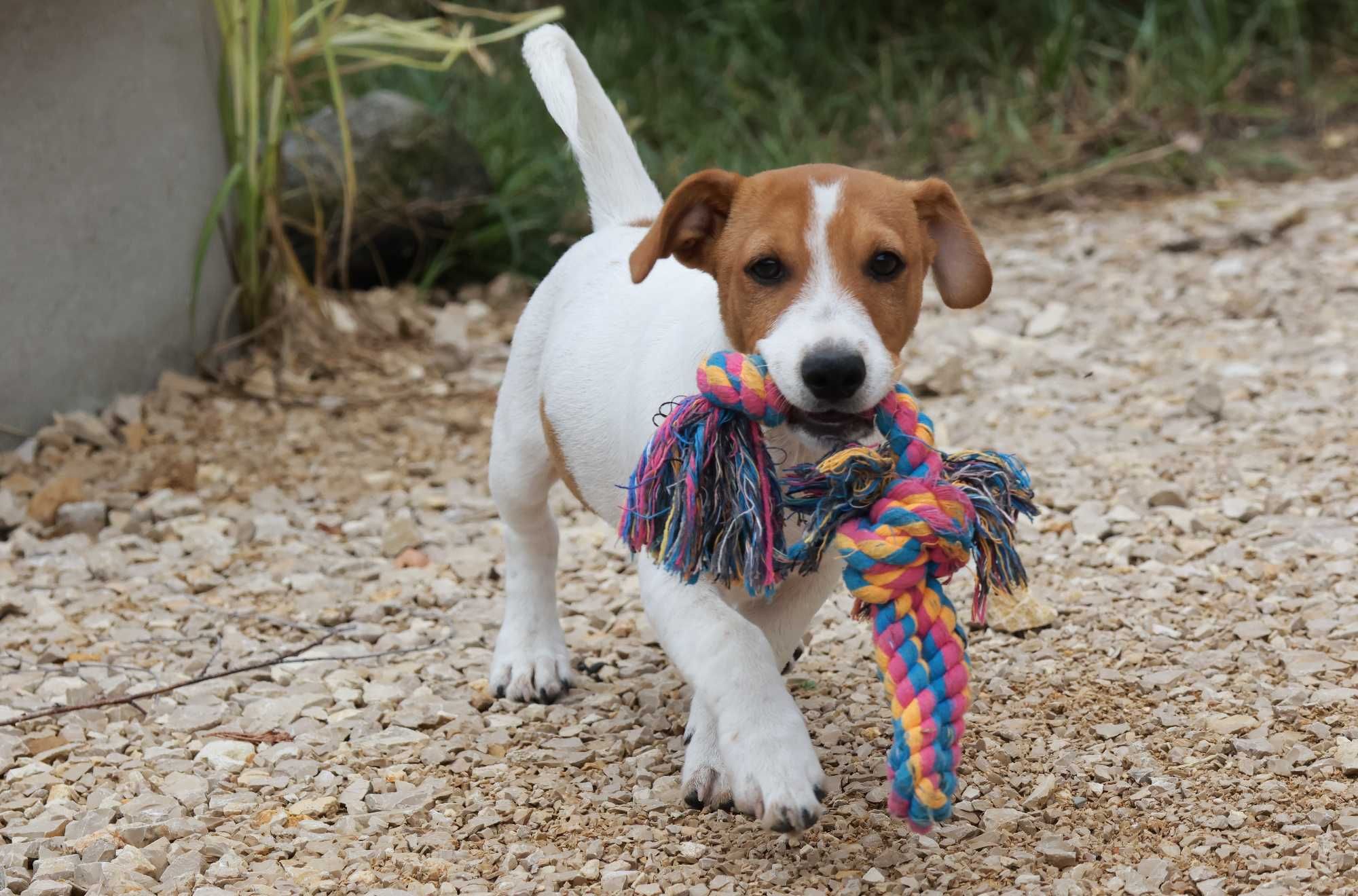 Piesek MAX Jack Russell Terrier / BREFIO-/badania genetyczne