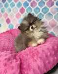 Pomeranian mini xs laleczka merle