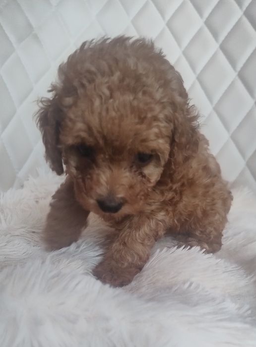 Cudna Maleńka Suczka Red Brown  - Pudel Toy - Już Do Odbioru!