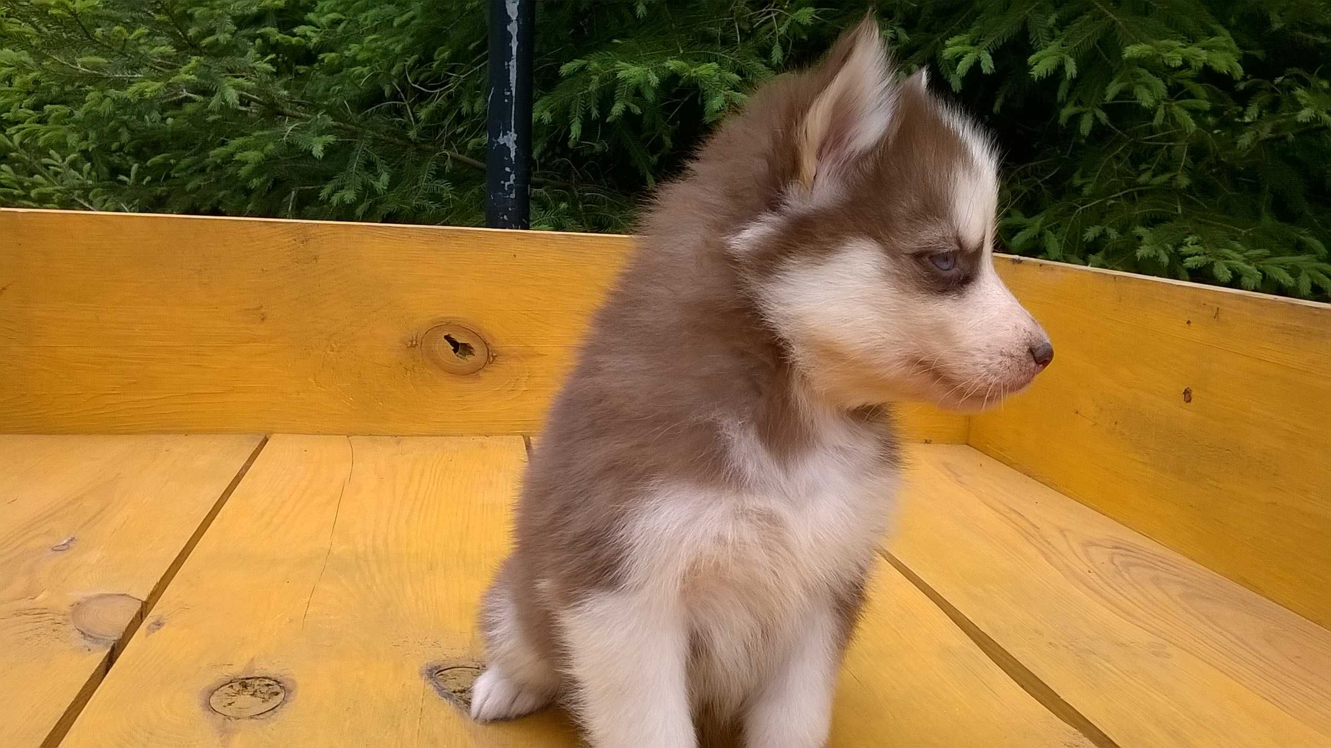 Szczenię Siberian Husky tel.-5.7.5.3.0.2.0.3.9.