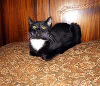 Шикарный, крупный черный котик, окрас "маркиз", кастрирован