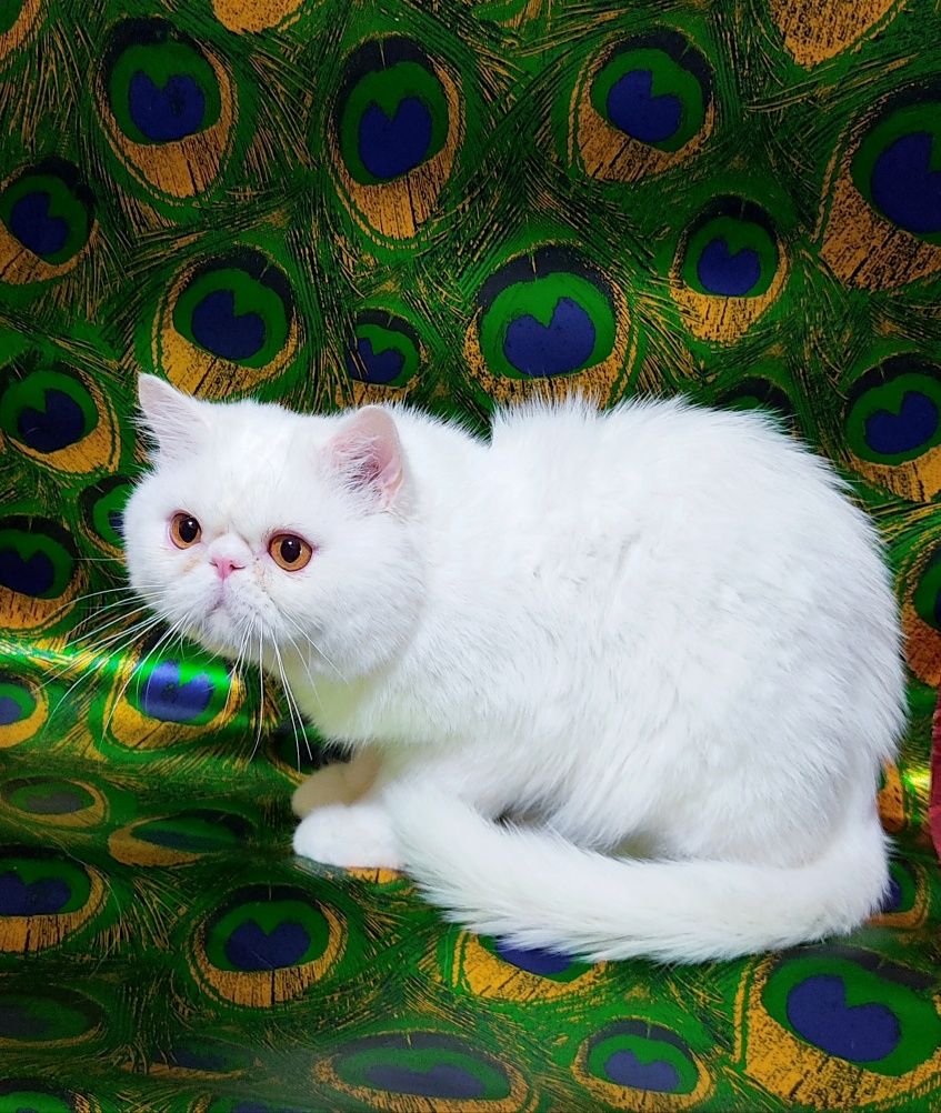 Підрощений екзотичний котик.