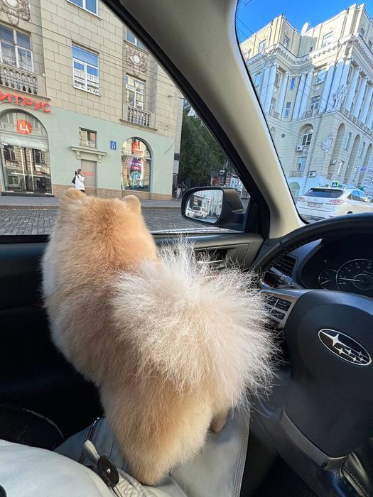 Вязка, порода Шпиц