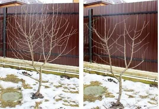 Формирование крон деревьев Чистка деревьев Полный спил дерева Вывоз