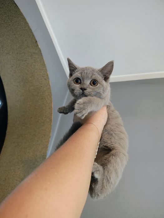 Piękna koteczka Brytyjska liliowa gotowa do odbioru