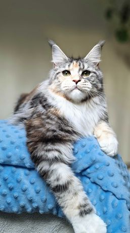 Maine coon, piękna kotka szylkretowa