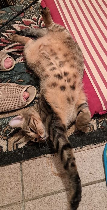 Piękna i łagodna Mela czeka na dom