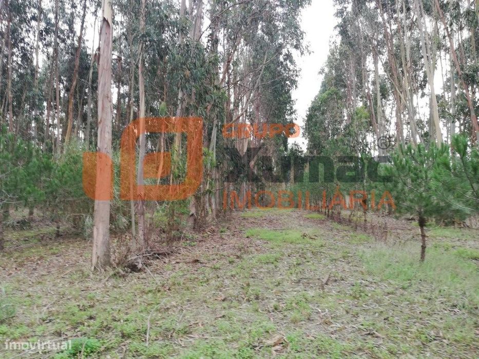 Terreno junto ao Auto-estrada