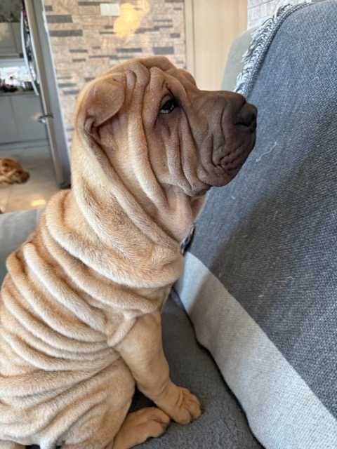 Hodowla rasy shar pei Red Folds przedstawia szczeniaków ur. 22.06.2025