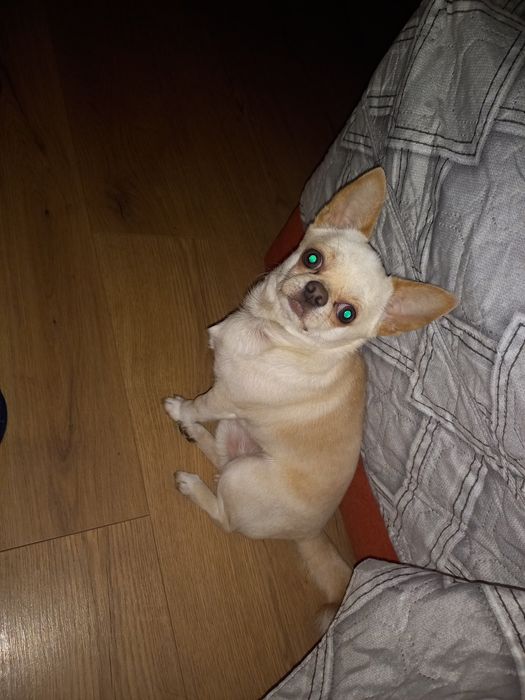 Тім,два роки,шукає нівєсту.