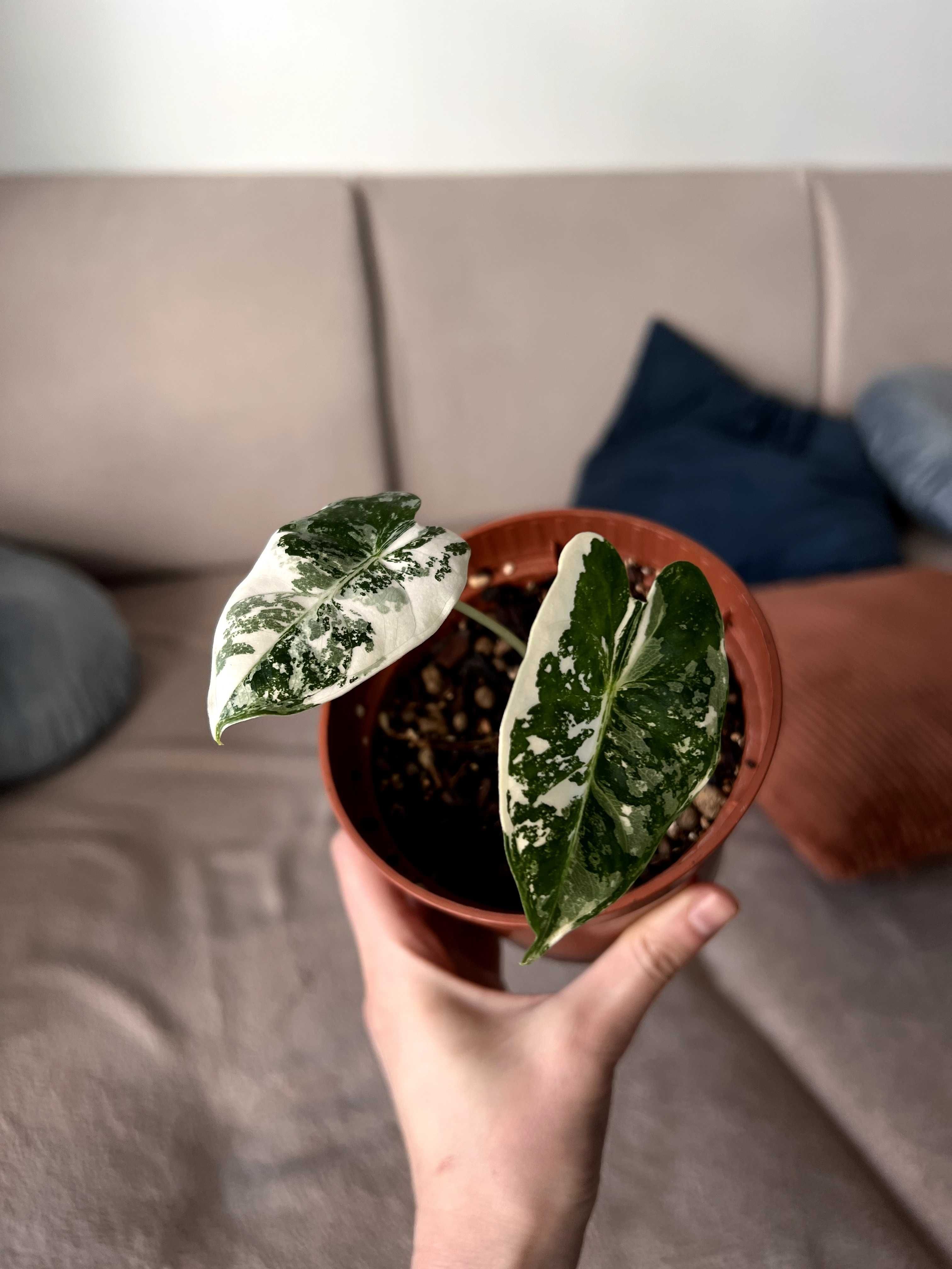 Alocasia Frydek Variegata