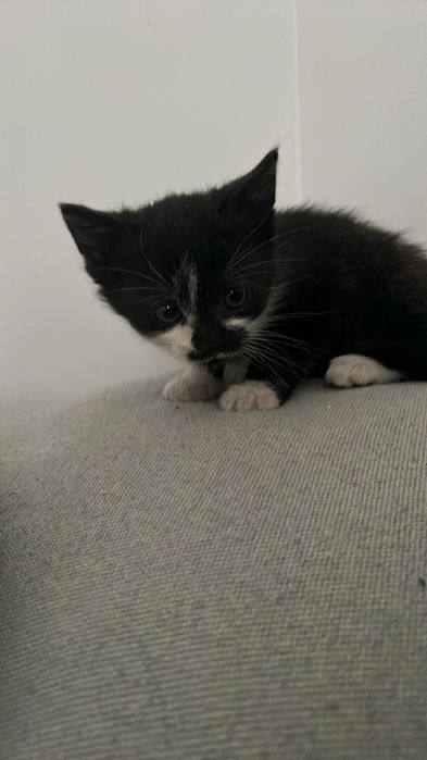 Kotki do PILNEJ adopcji