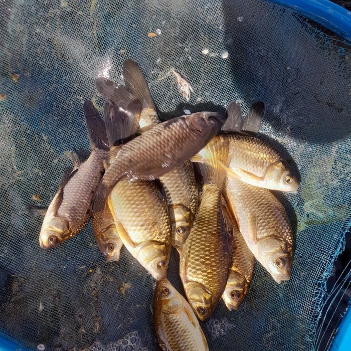 Karaś,płoć na drapieznika