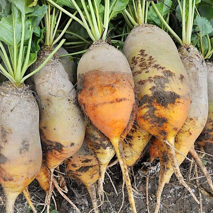 Burak Pastewny Buraki Pastewne BIO