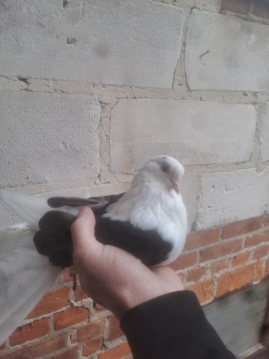 Gołębie orliki boki samica