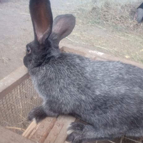 Продам кролі породи "Полтавське срібло".