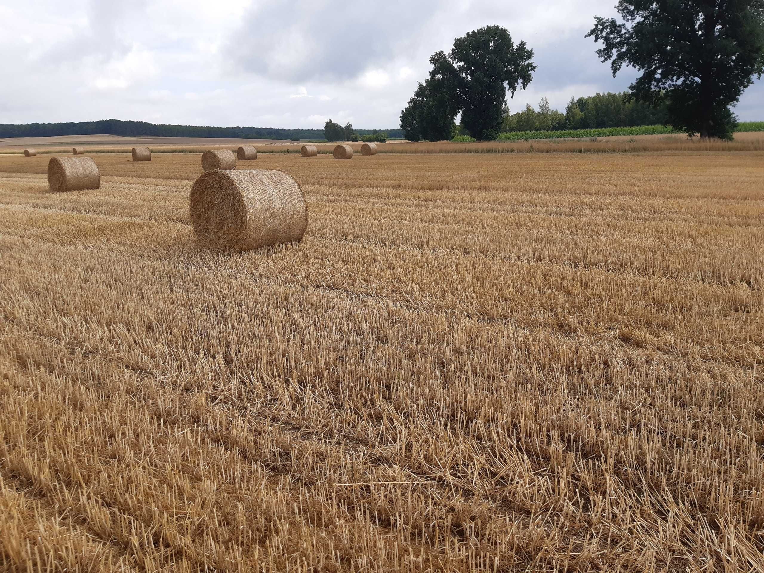 Sprzedam Słomę suchą transport