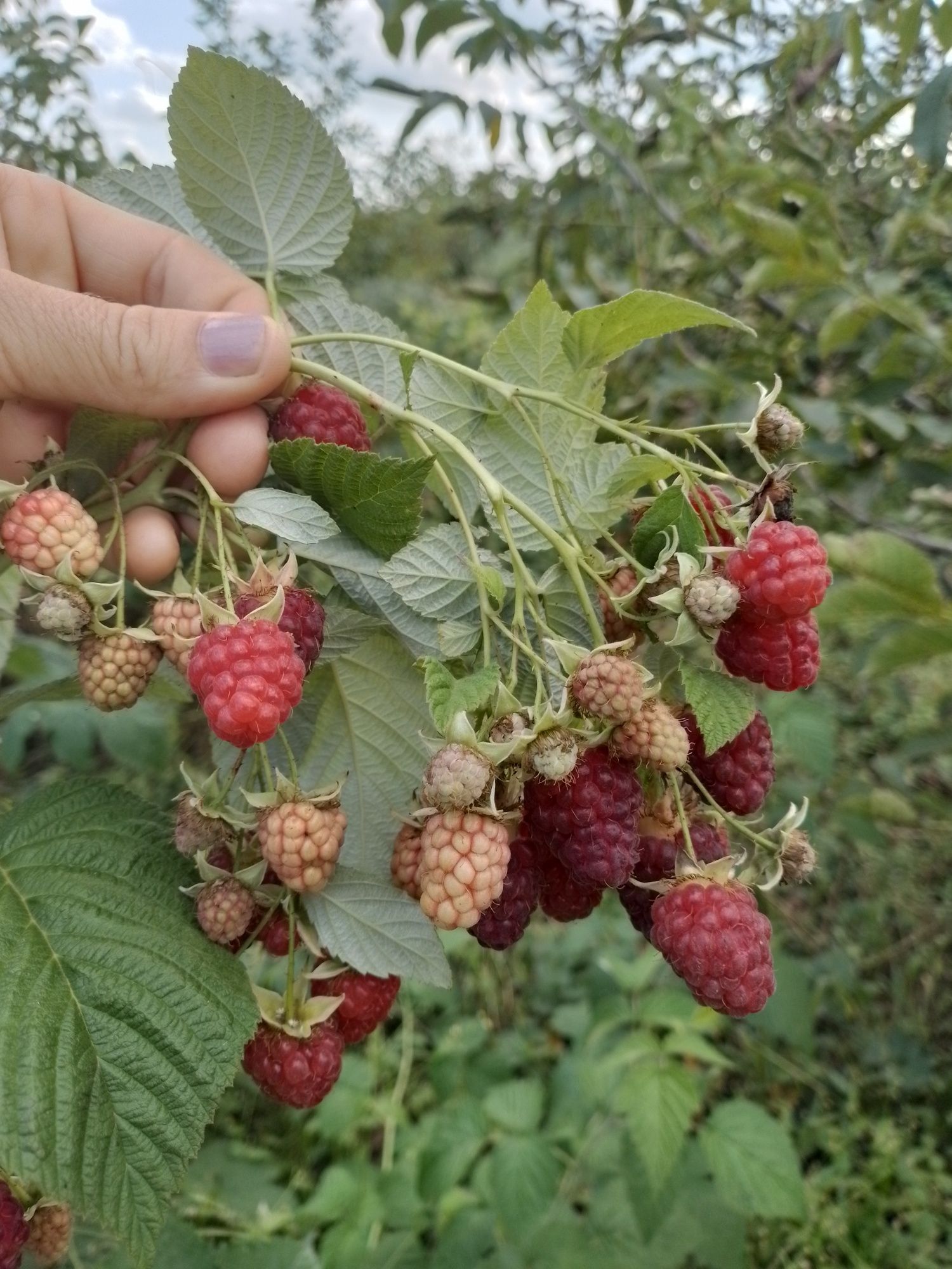 Продам саджанці  малини