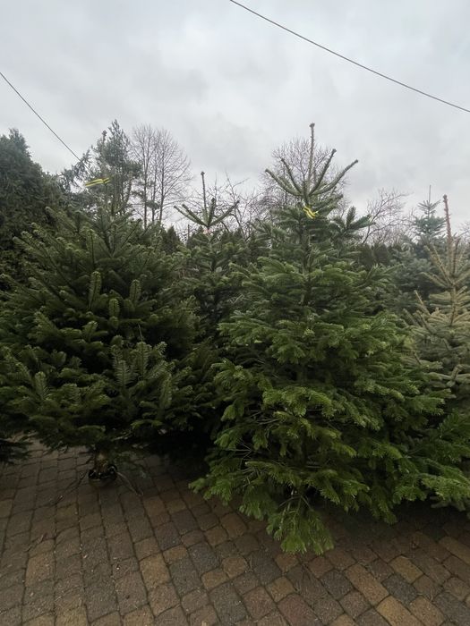 Choinki świąteczne Słupia Sosnowiec Dąbrowa Górnicza Piekary Śląskie