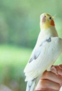Попугаи корелла молоденькие птенчики возможна доставка