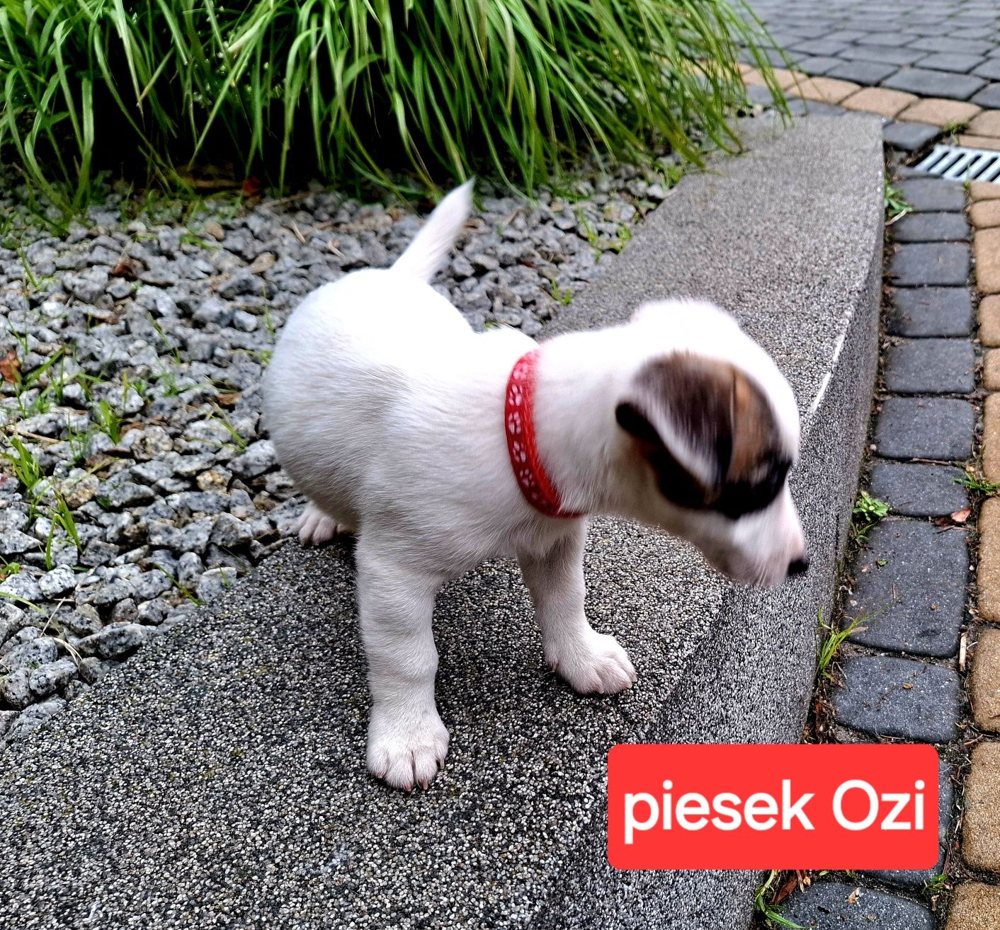 malutki !!! piesek Jack Russell 3 szczepienia RODZIICE W HODOWLI