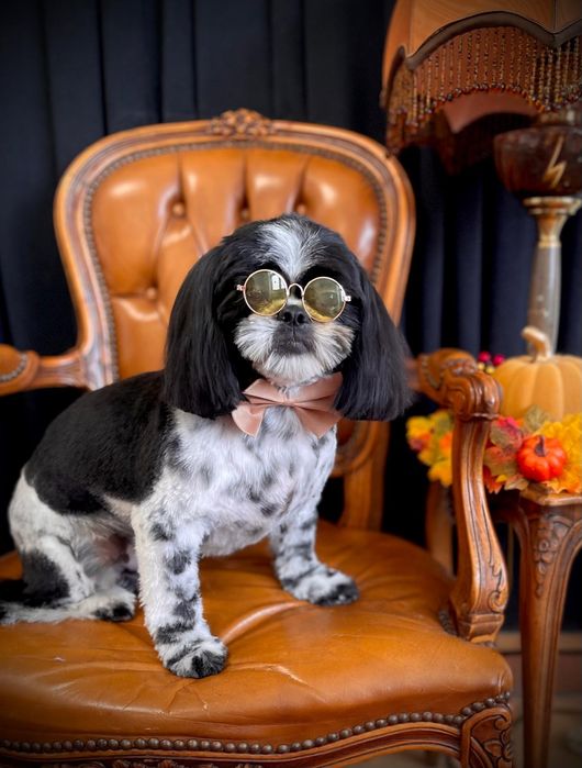 Przepiękne szczenięta