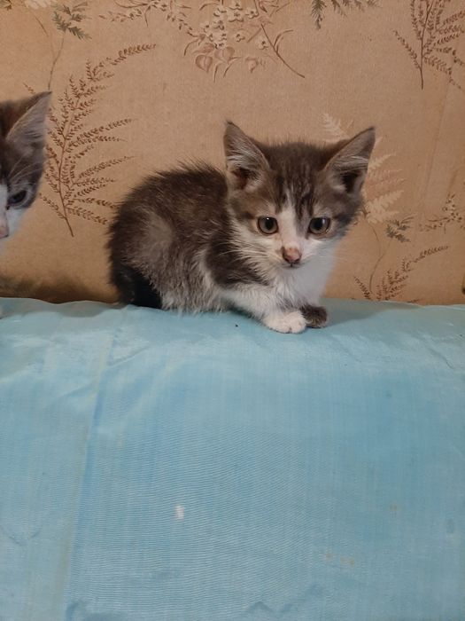 Вiддам симпатичних кошенят