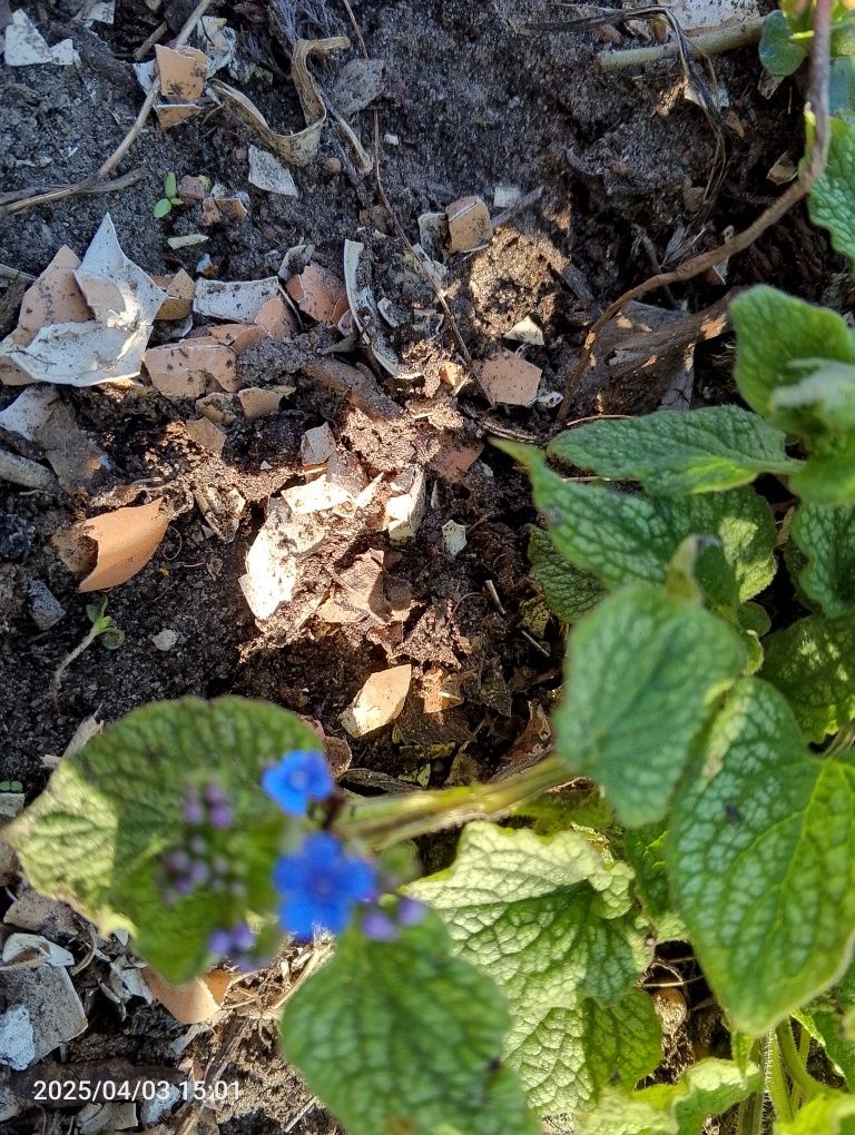 Brunera wielkolistna duża sadzonka