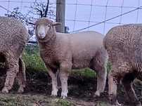 Borregos cruzados Ile de France x Merino