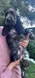 Cocker spaniel angielski piesek Saper