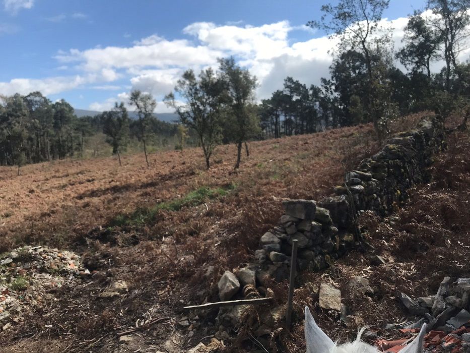 Vende-se bouça com plantação de carvalhos com 3 hectares