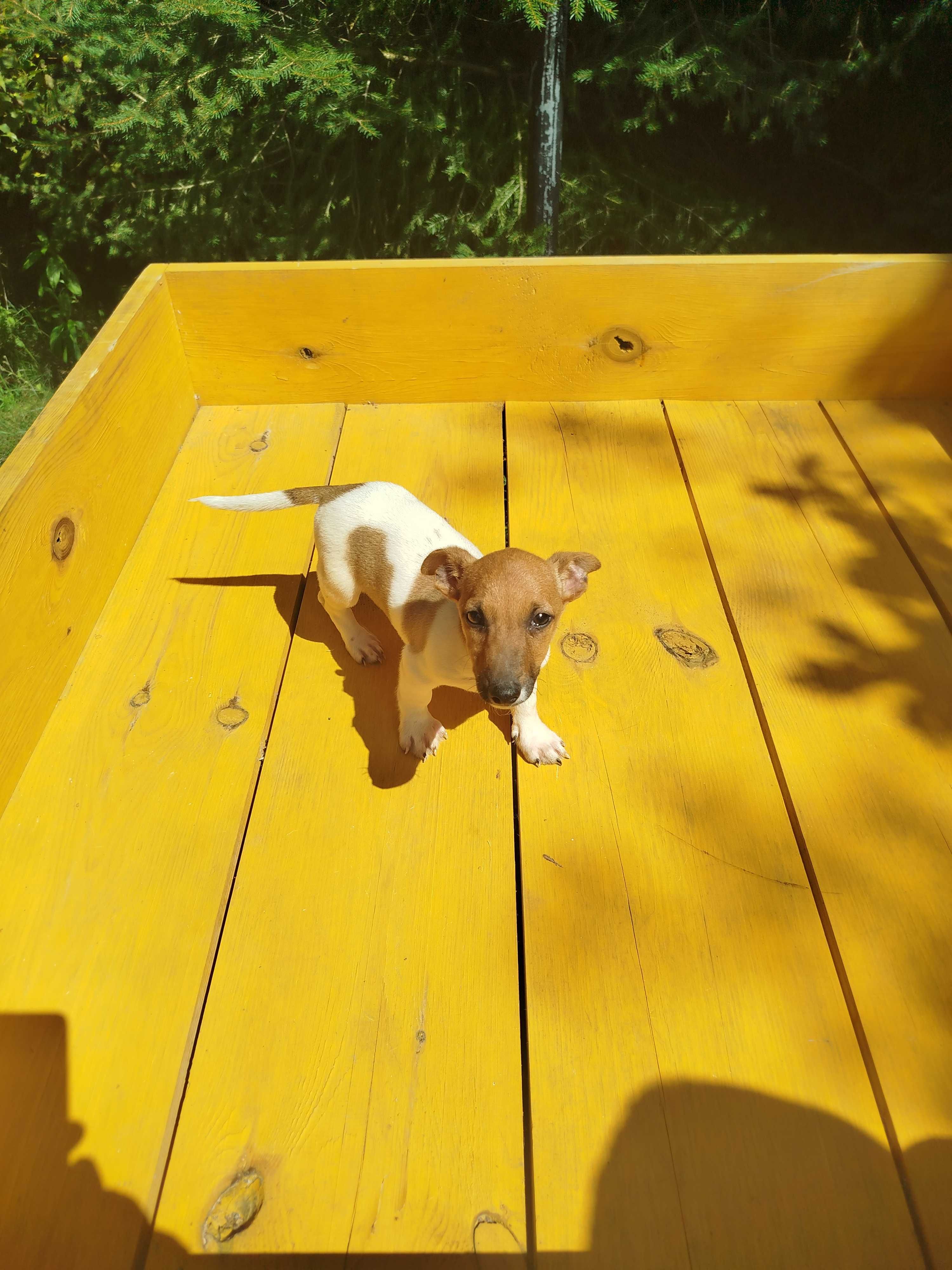 Jack Russell Terrier piesek tel.-5.7.5.3.0.2.0.3.9.