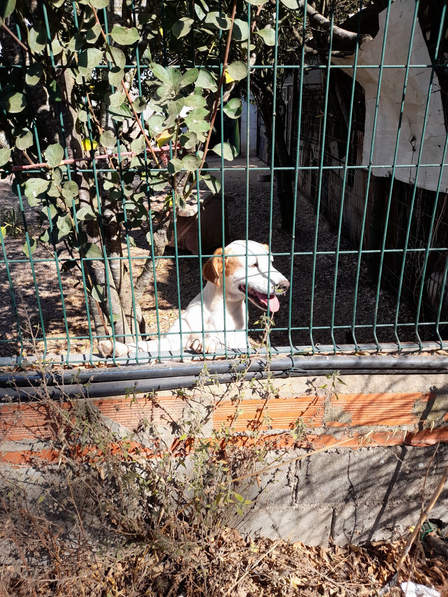 Cão para adotar responsavelmente