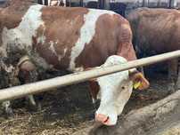 Pierwiastki krowy jałówki  cielne mleczne SM SIM Simmental  Simental.