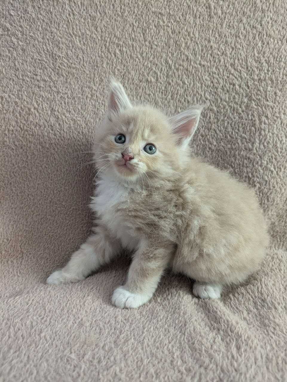 Кошенята Мейн Кун
