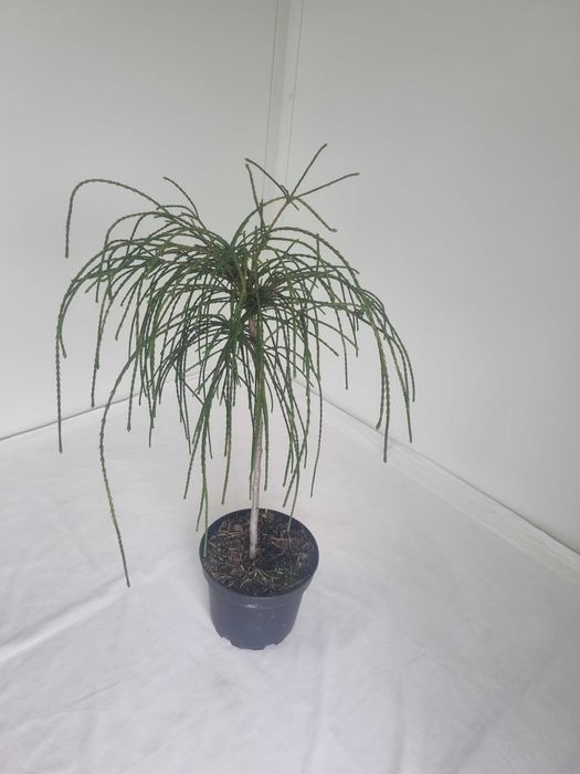 Thuja Whipcord – Karłowa Żywotnik, Wys. 80 cm, Doniczka 5L