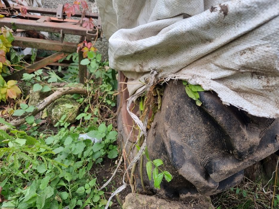 Сівалка зернова с з 5.4