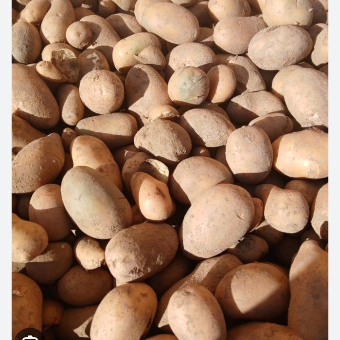 Ziemniaki paszowe odpadowe z możliwością dowozu