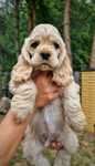 Cocker spaniel Amerykański FCI