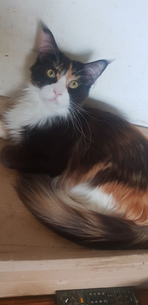 Śliczna kotka Maine Coon